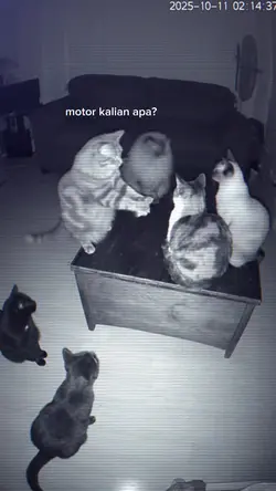 Trend Kucing Ngobrol