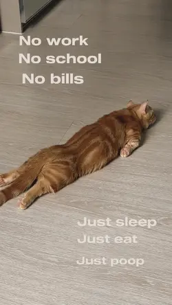 Kitten