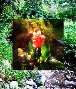 Garden Gallery 