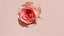 farmasi