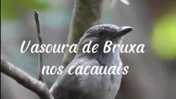 Documentário 