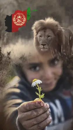 Afghan lion 