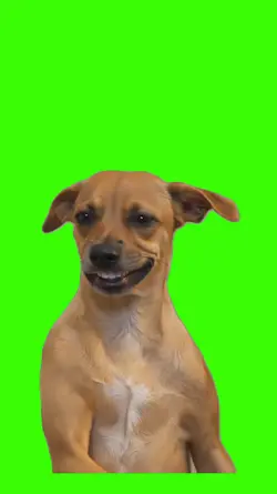 Dog/Cachorro
