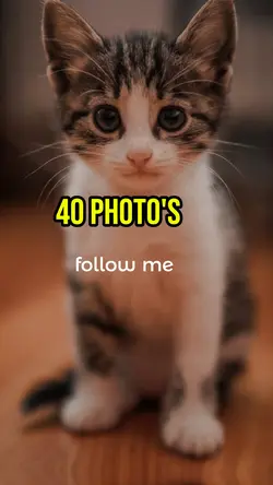 40 photos Template 