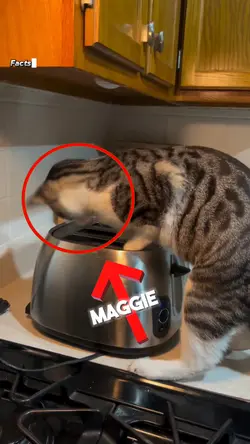 Maggie 