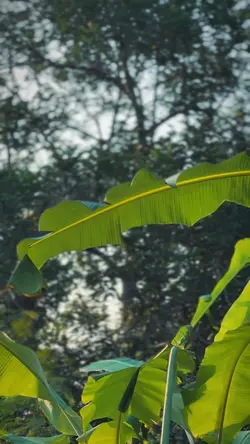 KAPAL OLENG