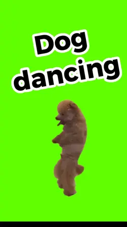 Dog dancing