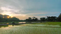 cinematography