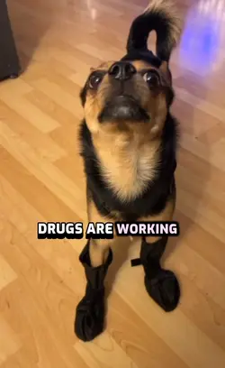Funny Dog