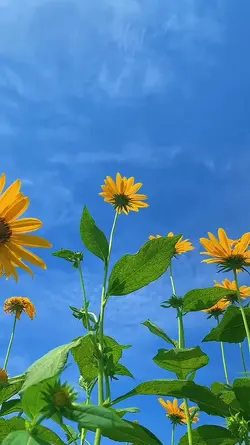 flowers trend