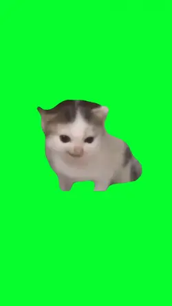 GERMANY CAT ANGRY