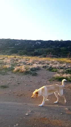Dog life 