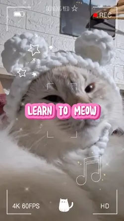 Learn to Meow