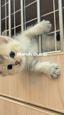 march dump 2024