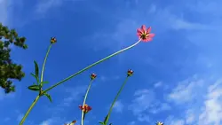 Cinematic jernih