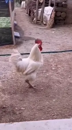 Chicken Fart 