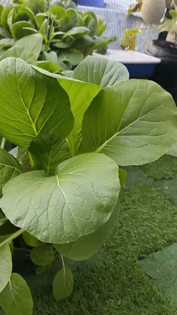 berkebun