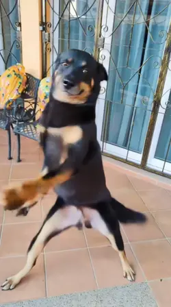 dog dance