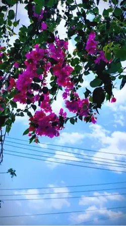 Flower slomo video
