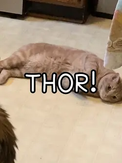 THOR!!