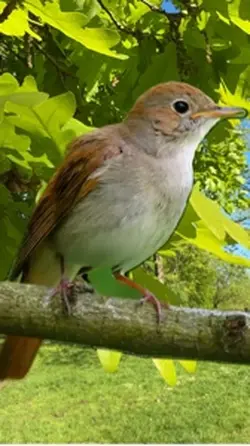 Nightingale Singing