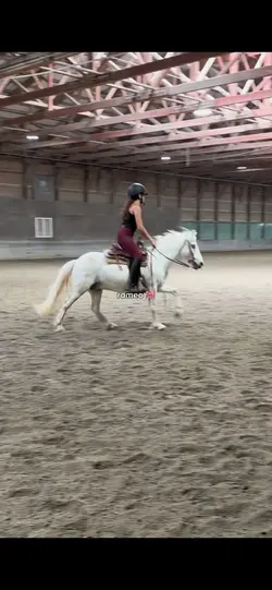 small pony & dino 