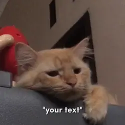 Sad Cat