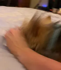 My son is a Yorkie