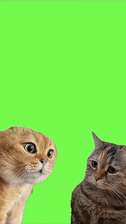 Cat conversation 