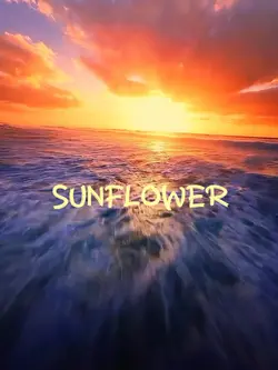 Sunflower 🌻