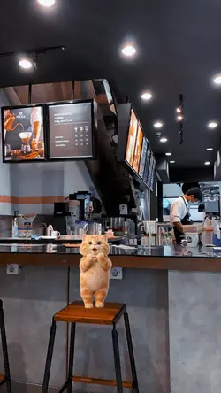cat dance