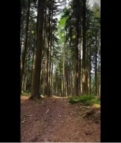 Woods nature