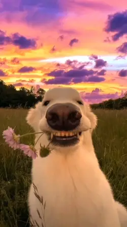 Funny dog meme video