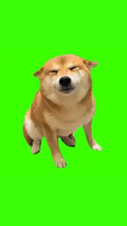 smiling dog 