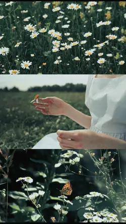 Daisy flower