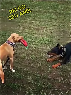 dog fight template 
