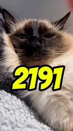 Reason 2191 🙀😼
