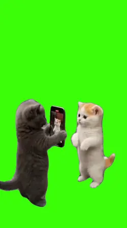Cat/Gato