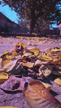 cinematic vlog