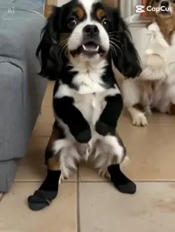 Mon chien qui danse