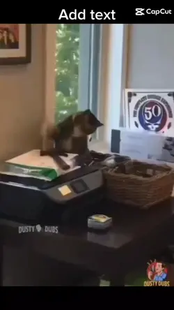 śmieszne koty i psy 