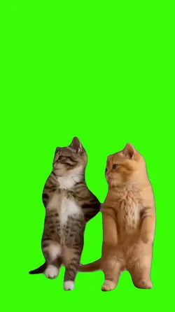 Cat/Gato.