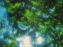 dream soft filter