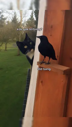 Kok Ga Terbang?
