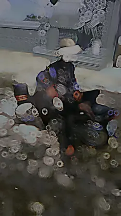 គ្មានលក្ខខណ្ឌ