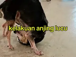 anjing lucu