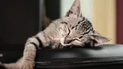 RIP Cat