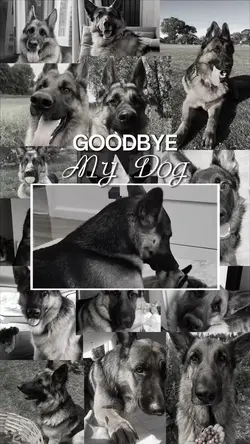 Goodbye, my dog