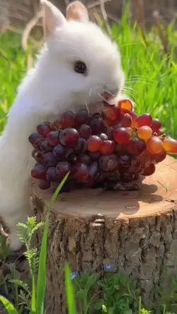 rabbit moment videos