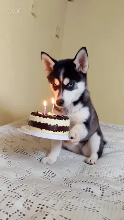 BIRTHDAY PET